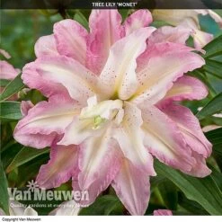 Tree Lily 'Crystal Collection' -Van Meuwen TREE 70647 D