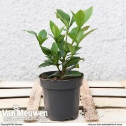 Gardenia 'Crown Jewels' -Van Meuwen V11322 arrival