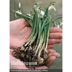 Spring Bulbs In The Green Collection -Van Meuwen V59885 B