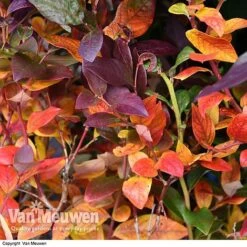 Blueberry 'Duke' -Van Meuwen VACC 16574 VA1