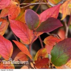 Blueberry 'Duke' -Van Meuwen VACC 16574 VA2