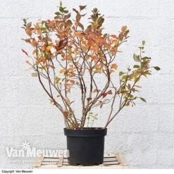 Blueberry 'Duke' -Van Meuwen VACC 16574 VA3