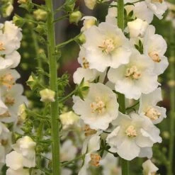 Verbascum Phlomoides 'Snow Maiden'