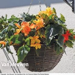 Geranium 'Balcon Mix' Pre-Planted Basket -Van Meuwen VM PrePlantedRattanBasket6