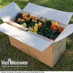 Geranium 'Balcon Mix' Pre-Planted Basket -Van Meuwen VM20PrePlantedBasketArrive6