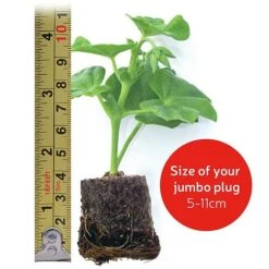 Clematis Montana 'Mayleen' -Van Meuwen VM20jumboplugsize32