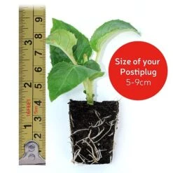 Petunia 'Frills & Spills™ Mixed' -Van Meuwen VM20postiplugsize11