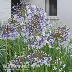 Agapanthus 'Fireworks' 16 Agapanthus 'Fireworks' -Van Meuwen VM3