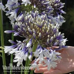 Agapanthus 'Fireworks' 18 Agapanthus 'Fireworks' -Van Meuwen VM5