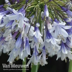 Agapanthus 'Fireworks' 19 Agapanthus 'Fireworks' -Van Meuwen VM6