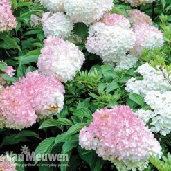 Hydrangea Paniculata 'Vanille Fraise' -Van Meuwen VMvan2