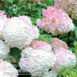 Hydrangea Paniculata 'Vanille Fraise' -Van Meuwen VMvanil