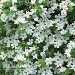 New Products -Van Meuwen WHIT V17021 B