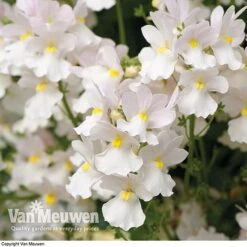 White Basket Duo Collection -Van Meuwen WHIT V17021 C