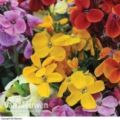 Wallflower 'Sugar Rush' Mix -Van Meuwen Wallflower Sugar Rush
