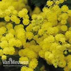 Acacia Dealbata -Van Meuwen acacia dealbata mimosa 4