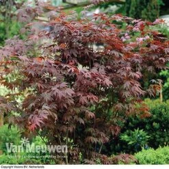 Acer Palmatum 'Atropurpureum' 7 Acer Palmatum 'Atropurpureum' -Van Meuwen acer atrop22