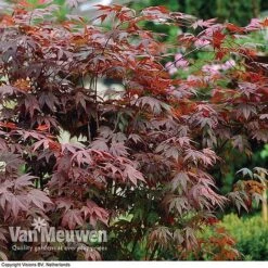 Acer Palmatum 'Atropurpureum' 8 Acer Palmatum 'Atropurpureum' -Van Meuwen acer atrop32