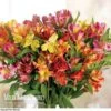 Alstroemeria 'Garden Hybrids'