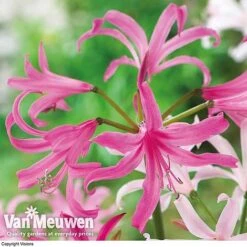 Amarine 'BellaDiva Mixed' -Van Meuwen amar v73282 c