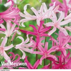 Amarine 'BellaDiva Mixed' -Van Meuwen amar v73282 d