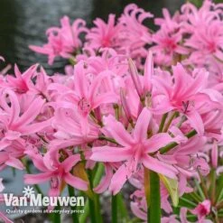 Amarine 'BellaDiva Mixed' -Van Meuwen amar v73282 e