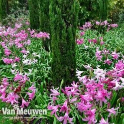 Amarine 'BellaDiva Mixed' -Van Meuwen amar v73282 f