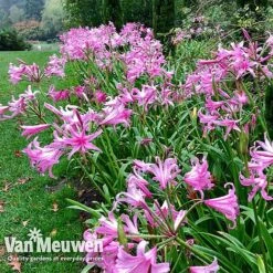 Amarine 'BellaDiva Mixed' -Van Meuwen amar v73282 g