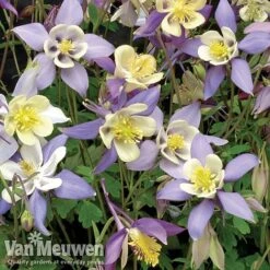 Garden Ready Perennial Collection 9 Garden Ready Perennial Collection -Van Meuwen aquilegia