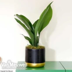 Aspidistra Elatior (House Plant) 8 Aspidistra Elatior (House Plant) -Van Meuwen aspi vka2850 d