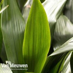 Aspidistra Elatior (House Plant) 9 Aspidistra Elatior (House Plant) -Van Meuwen aspi vka2850 e