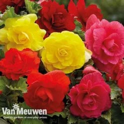 Begonia 'Double Flowered Mixed' -Van Meuwen bego 12544 d