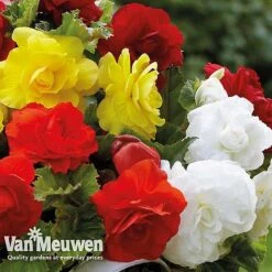Begonia 'Double Flowered Mixed' -Van Meuwen bego 12544 e
