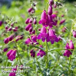 Penstemon 'Ice Cream Collection' -Van Meuwen blckberries