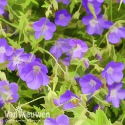 Geranium 'Brookside' -Van Meuwen brook