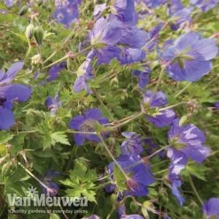 Geranium 'Brookside' -Van Meuwen brooks4