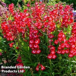 Penstemon 'Ice Cream Collection' -Van Meuwen cherry1