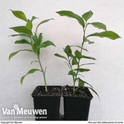 Citrus Tree Collection 10 Citrus Tree Collection -Van Meuwen citrus duo ARRIVAL