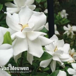 Gardenia 'Crown Jewels' -Van Meuwen crownjewels21