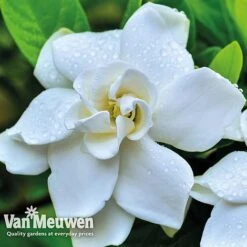 Gardenia 'Crown Jewels' -Van Meuwen crownjewels4