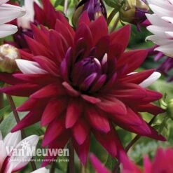 Dahlia 'Rebecca's World' -Van Meuwen dahl 70042v C