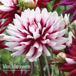 Dahlia 'Rebecca's World' -Van Meuwen dahl 70042v D