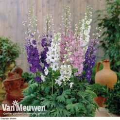 Delphinium Hybridum 'Magic Fountains Mixed' -Van Meuwen delp v46937 c