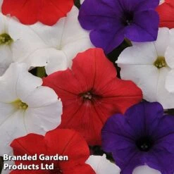 Petunia 'Easy Wave Union Jack Mix' -Van Meuwen flag2