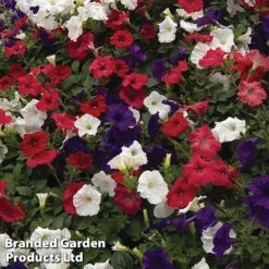 Petunia 'Easy Wave Union Jack Mix' -Van Meuwen flag3