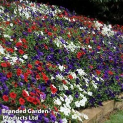 Petunia 'Easy Wave Union Jack Mix' -Van Meuwen flag5