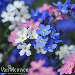 Forget-Me-Not 'Sylva Mixed' (Garden Ready) 6 Forget-Me-Not 'Sylva Mixed' (Garden Ready) -Van Meuwen forget 2