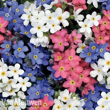 Forget-Me-Not 'Sylva Mixed' (Garden Ready) 2 Forget-Me-Not 'Sylva Mixed' (Garden Ready) - Image 2