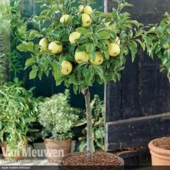 Patio Fruit Tree Collection -Van Meuwen fruit5