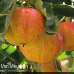 Patio Fruit Tree Collection -Van Meuwen fruit6
